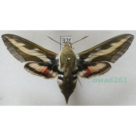 Hyles gallii (Rottemburg, 1775) Poland32f